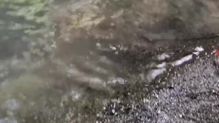 Chick Goes Swimming With Duck Family