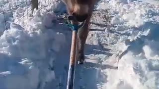 Silly Donkey Helps Shovel Snow