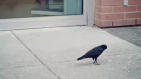 Frustrated Crow trying to put a condom
