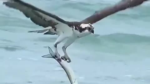 the greatness of the eagle looking for prey in the sea