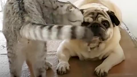 Cat Who Lost His Dog Best Friend Finds Beautiful Way To Love Again | The Dodo Odd Couples