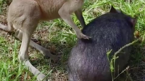 This kangaroo & wombat duo are never too far apart Smithsonian Channel