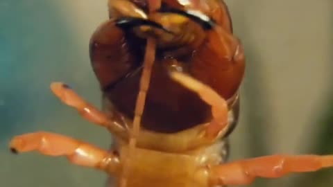 Giant Centipede Grooming Itself