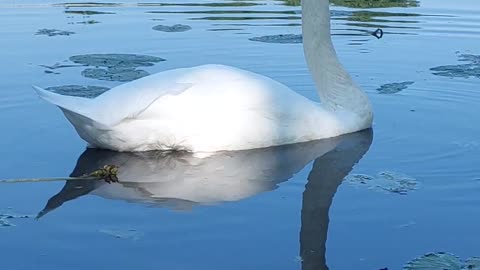 Feeding a swan in the pond