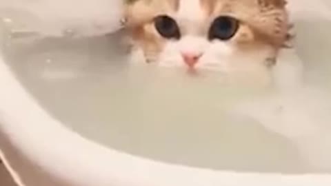 Cats in shower