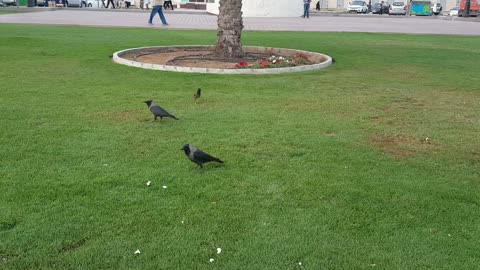 Crows trial, Crows eat popcorn