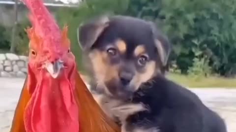 A Cute Puppy Hugging A Rooster