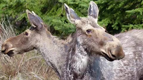 Nuclear mutated Animals 😮