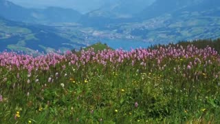 Guided Meditation - Peaceful Walking in Vast Meadow