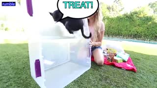 Surprising Our Dogs With Bunk Beds_p3