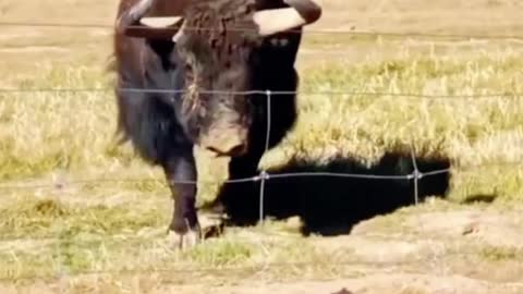 The cow knew there was a net ahead that could not get through, so it stopped.