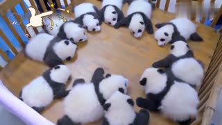 Welcome baby pandas to join the group, this scene is too cute.