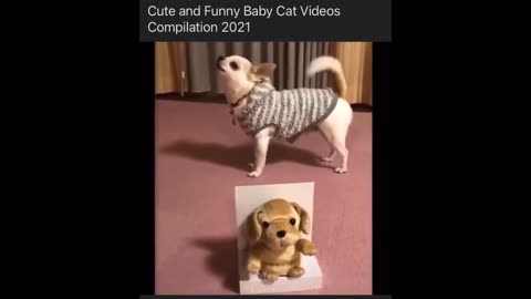 Cats Funny Videos - Cute Cats - Crazy Cats S2 S2 S2