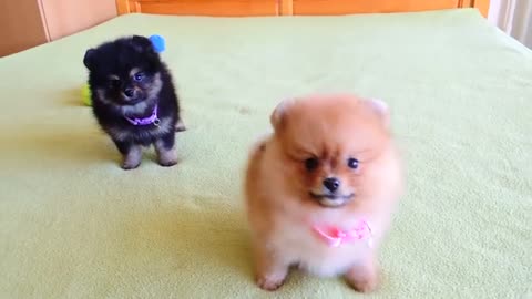 Cute female Pomeranian puppies