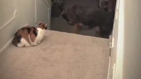 funny dog and cat video 🤣