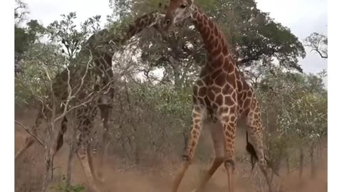 Fighting Giraffe