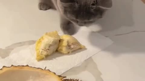 Cats Hates Fruit