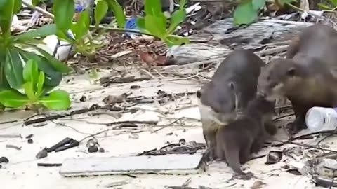 Cubs Reunited With Their Parents After Years!