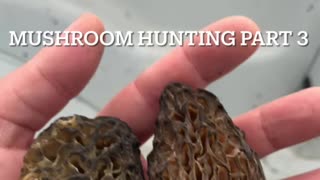 Mushroom hunting part 3