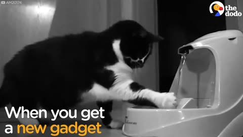 Cat Doesn't Know What To Make Of His New Water Dispenser