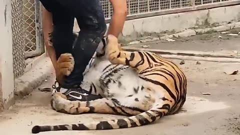 Bengal Tiger Attack