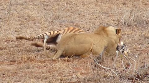 Lioness Hunts: Zebra Falls Prey 🦁🦓😮