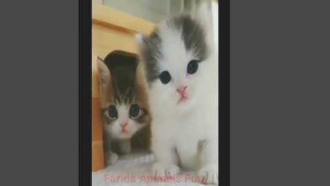 Hilarious and Adorable Pet Compilation: Funny Cats and Puppies Bring on the Laughs in 2023 🐱🐶😂