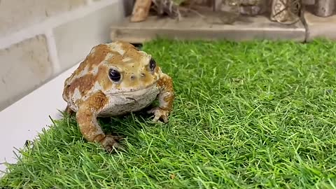 [Too Cute] A frog stares at its owner when it is hungry