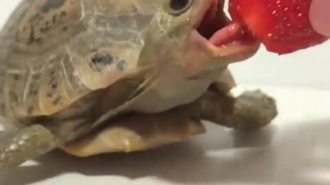 The turtle eats strawberries