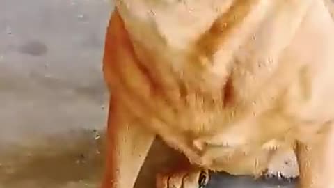 Dog sound