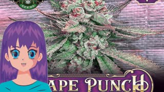 Purple Crunch – Greenpoint Seeds