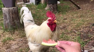 Watermelon Goodness!