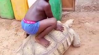Giant African tortoise