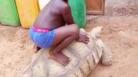 Giant African tortoise