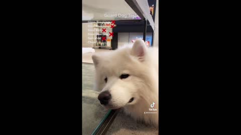 Samoyed hilariously fails as a guard dog