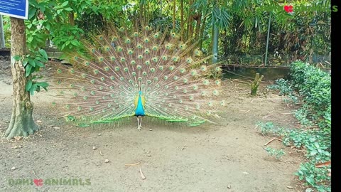 Peacock Dance Videos, Peacock Sound Effect Cute p3