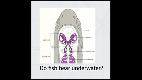 How do Fish Hear?