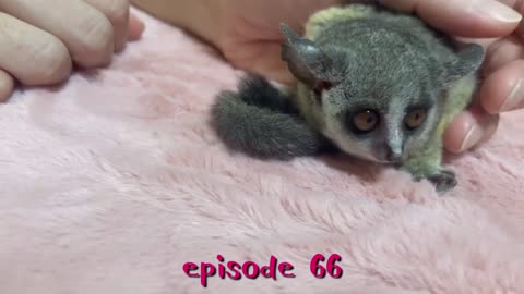 Bushbaby ショウガラゴの赤ちゃんお迎えしました✨赤ちゃん鳴きします‼️