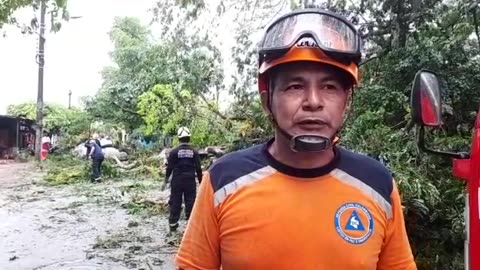 La caída de un árbol obstaculizó la vía en Puerto Wilches