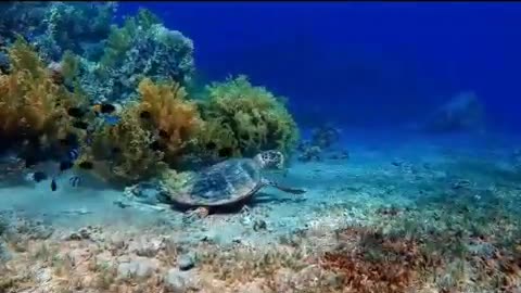 sea ​​turtle