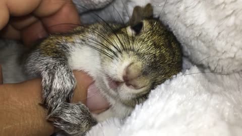 Morning Cuddling & Love Nibbles from Seymour 🐿