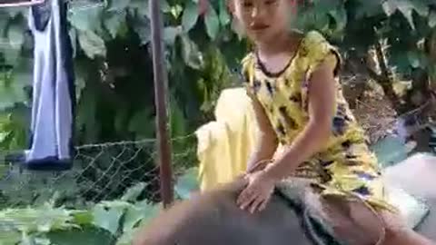 Kids fun riding carabao