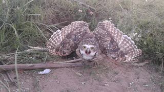 Owl Protects Nest, Gives Epic Stink Eye