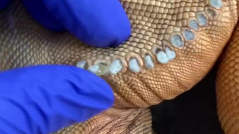 Popping femoral pores on dead iguana"very satisfying