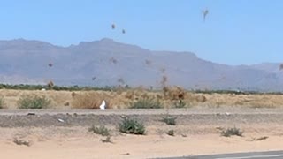 Dust Devil Scrambles Tumbleweeds in Arizona