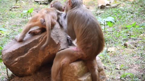 Funny Moment mother monkey