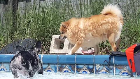 Frenchie Puppy and Pomeranian Play in the Pool