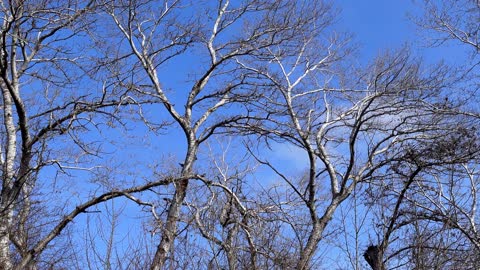 Healing sounds of Winter Forest Birdsong Soothes _ For Reading and Good Sleep _ 4K video