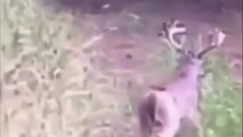 Funny Animals Videos. Oh Dear why you flipping out?