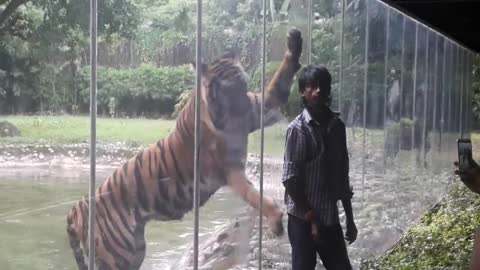 Tiger attacked the man in Alipore Zoo, Kolkata